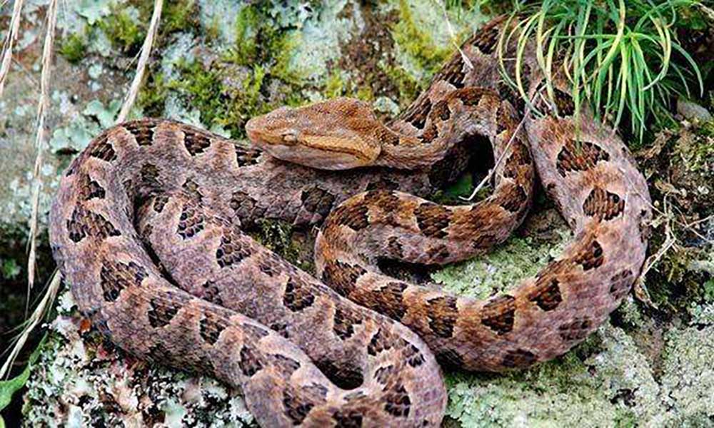 农村常见的八大伤人毒蛇,分别是谁?它们毒液的毒性,又如何呢?