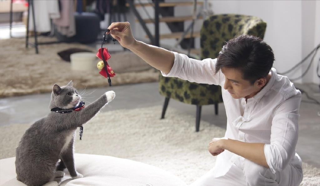 盘点明星养的猫，陆毅家的最贵，你养同款了吗？