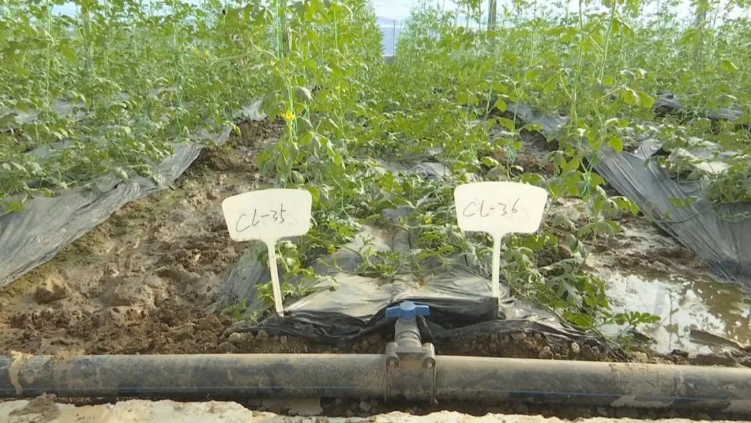 好品山东｜西瓜随便吃，种子得留下！这是啥操作？