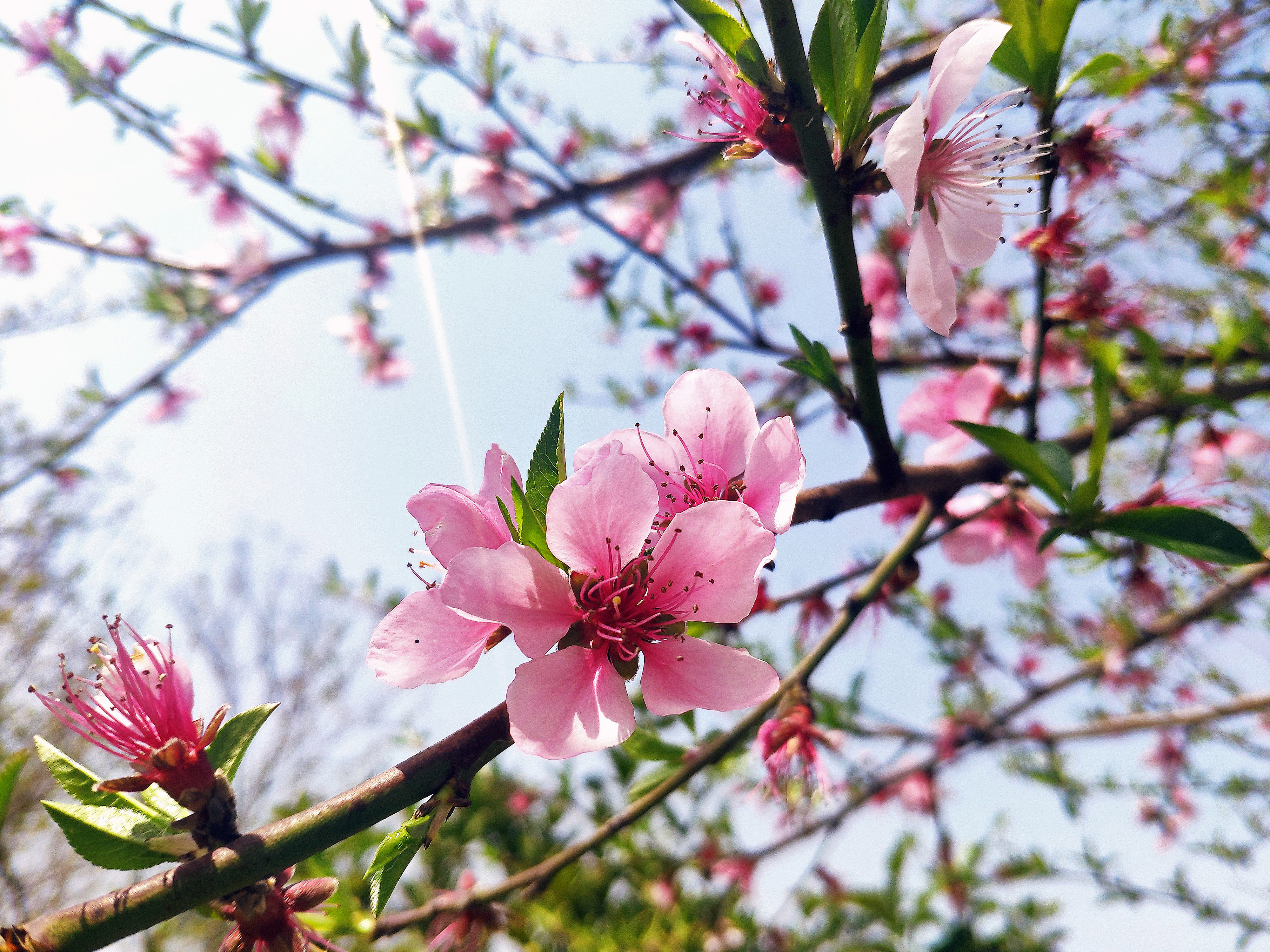 今日阳光灿烂,春光明媚,暖风几许,桃花带笑.