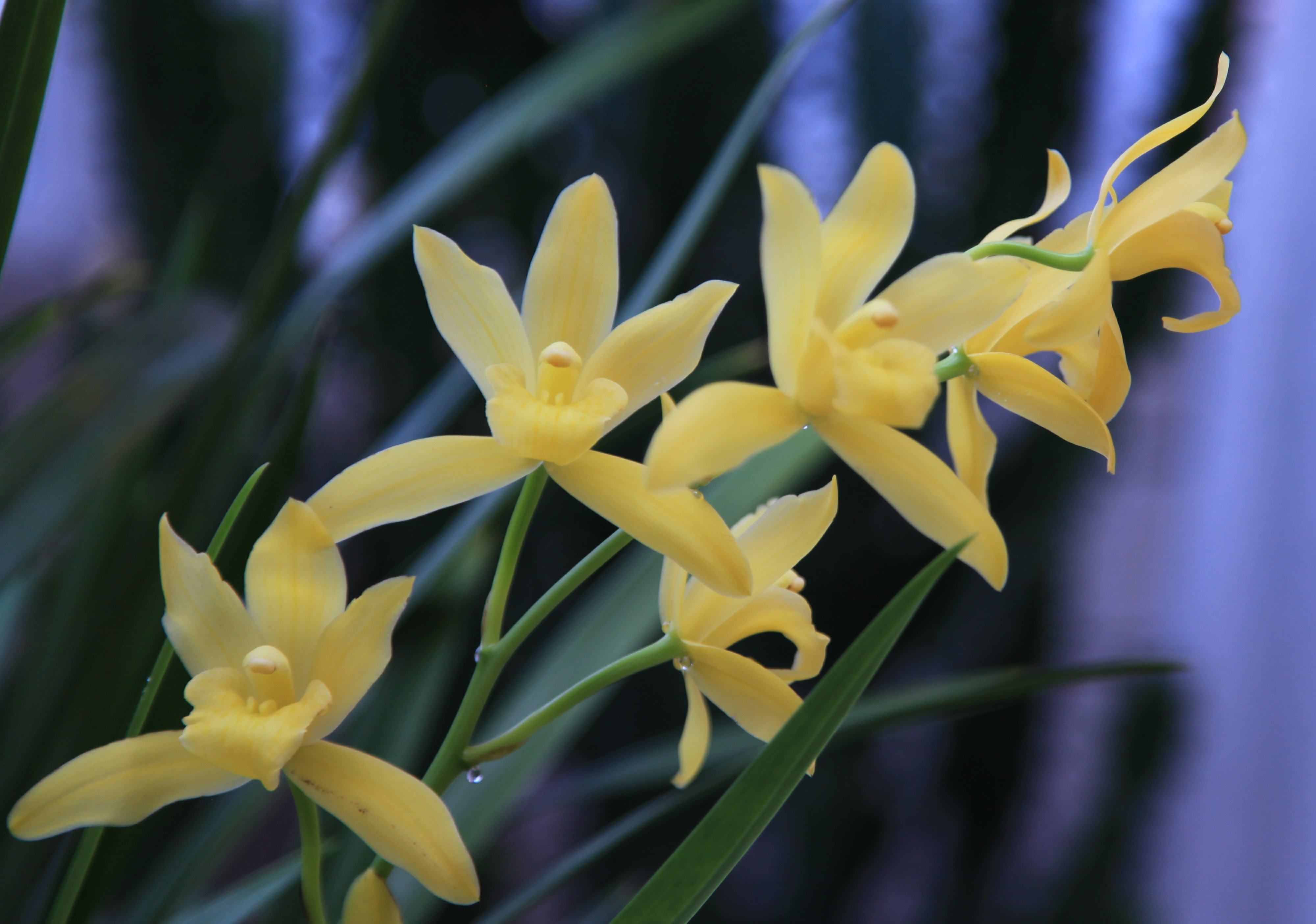 幽兰生前庭,含薰待清风——幽兰生大寒,王者之香,君子之喻