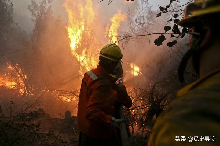 宁夏护林员救华北豹幼崽,7年后"鬼火"烧山濒死,幼豹冲进火海营救