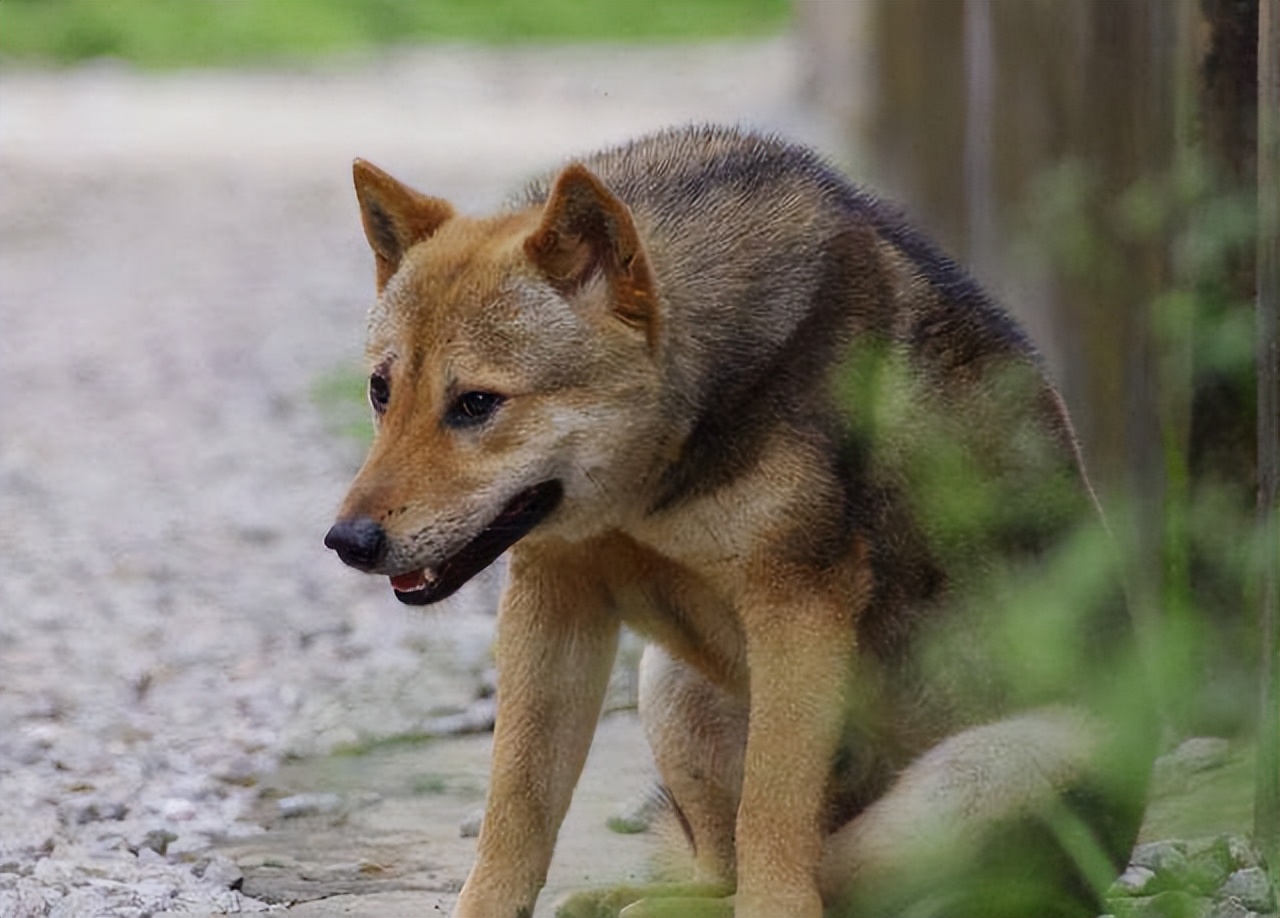 狗狗幾歲才算是老年犬？ 進入老年期的狗狗有什麼身體變化？