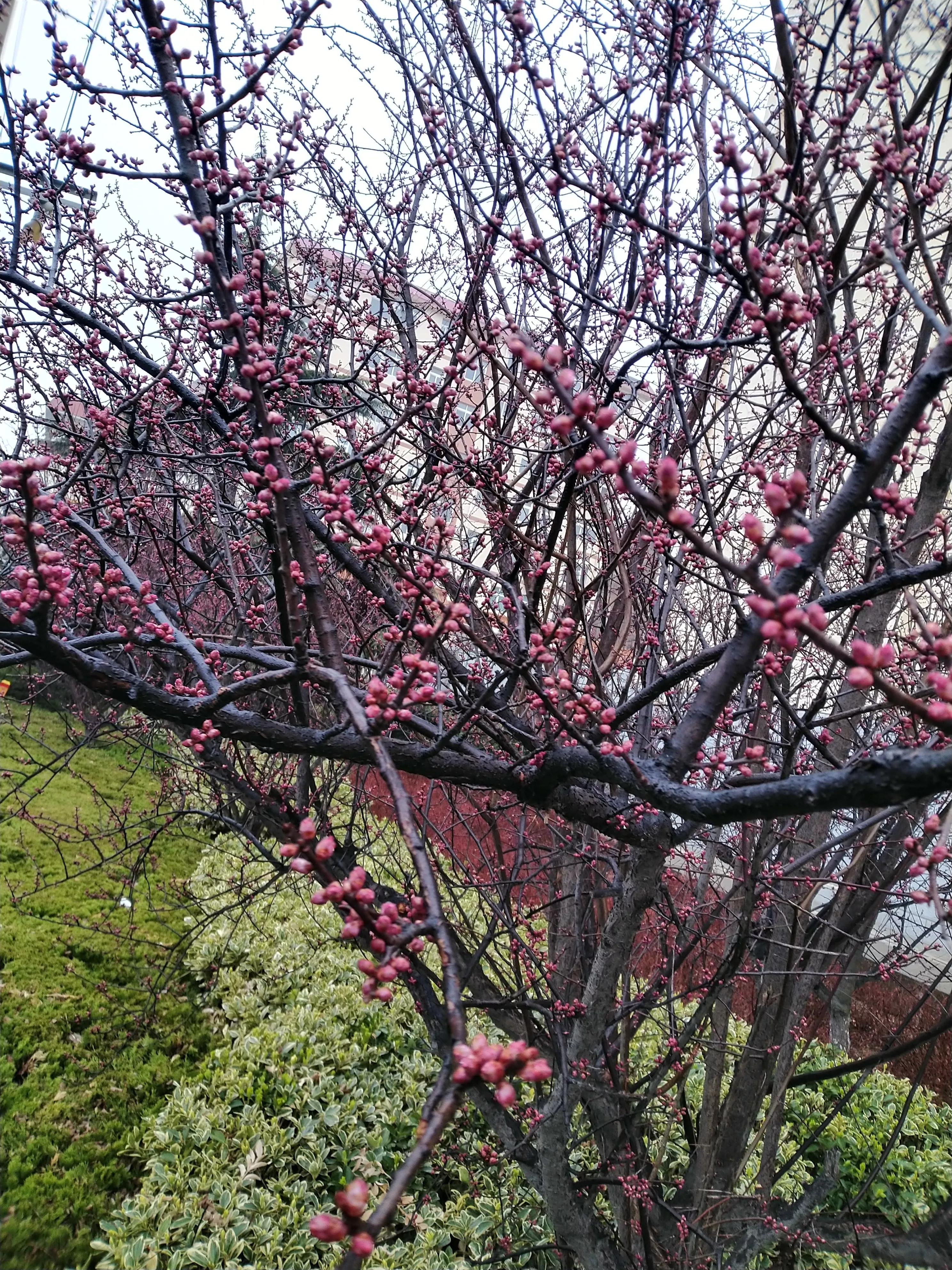 律师是干什么的（谈聘用律师在律师所的地位与作用）