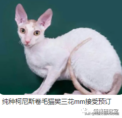 买猫防坑指南3：猫的价格规律，和三十种常见品种猫的合理价格