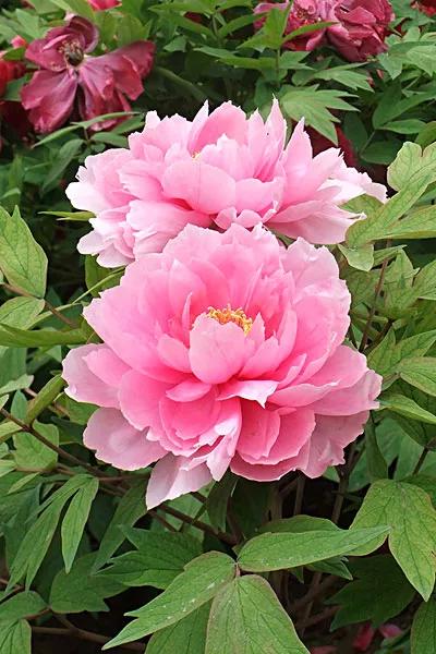 牡丹花寓意,花语