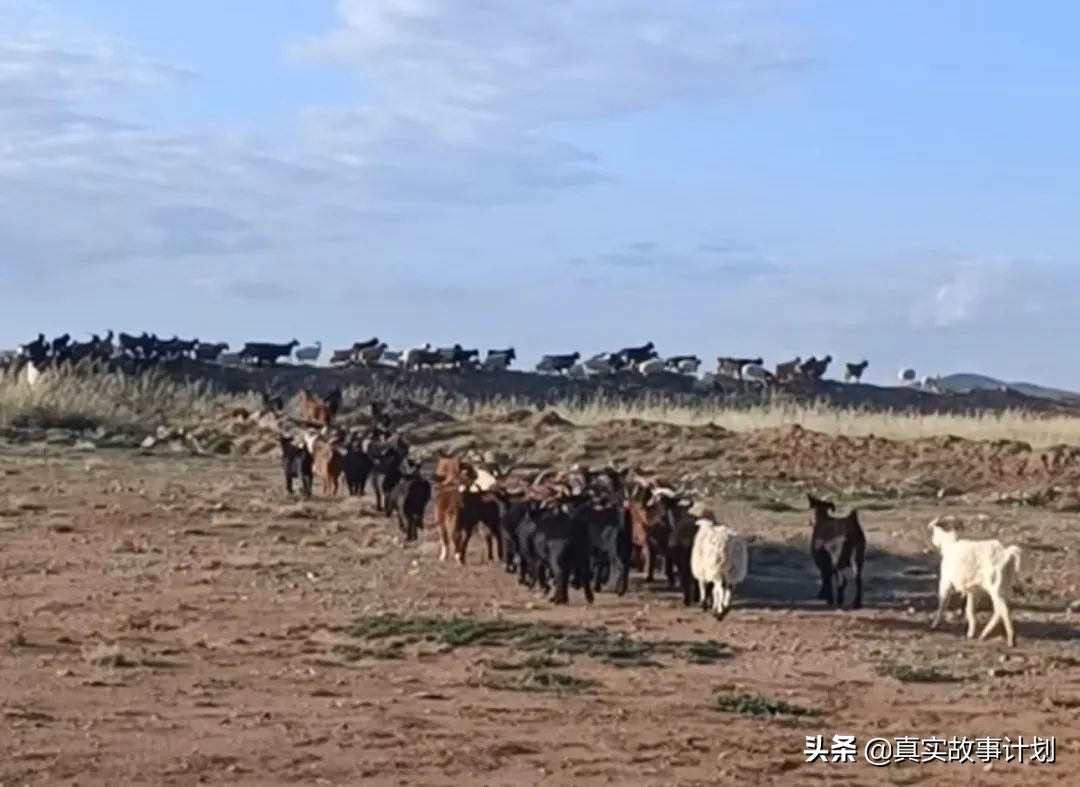 异国淘金自述：7名中国人穿过边境线，去蒙古挖矿，两年淘金梦碎