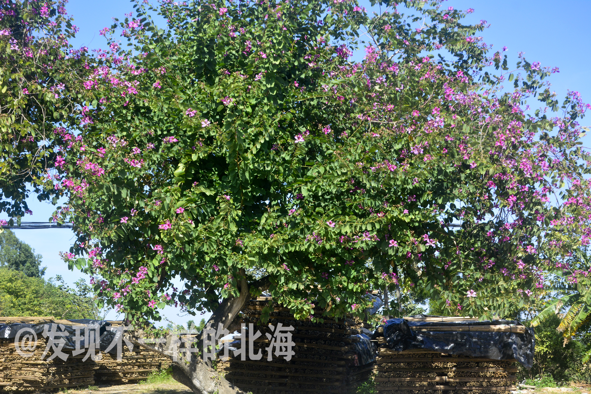 大美北海，冬暖花也开，实在是美