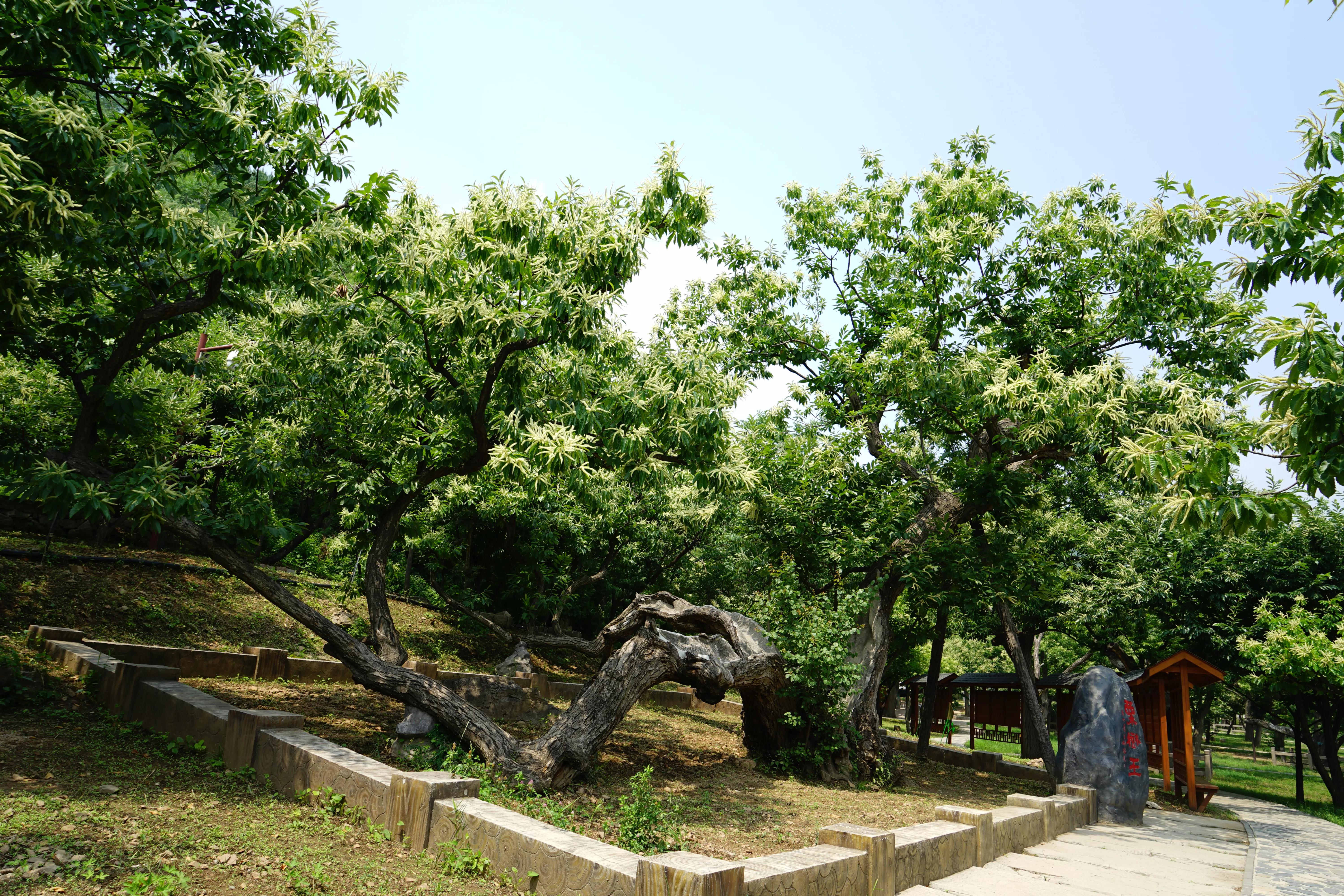 怀柔黄花城水长城 盛夏风光