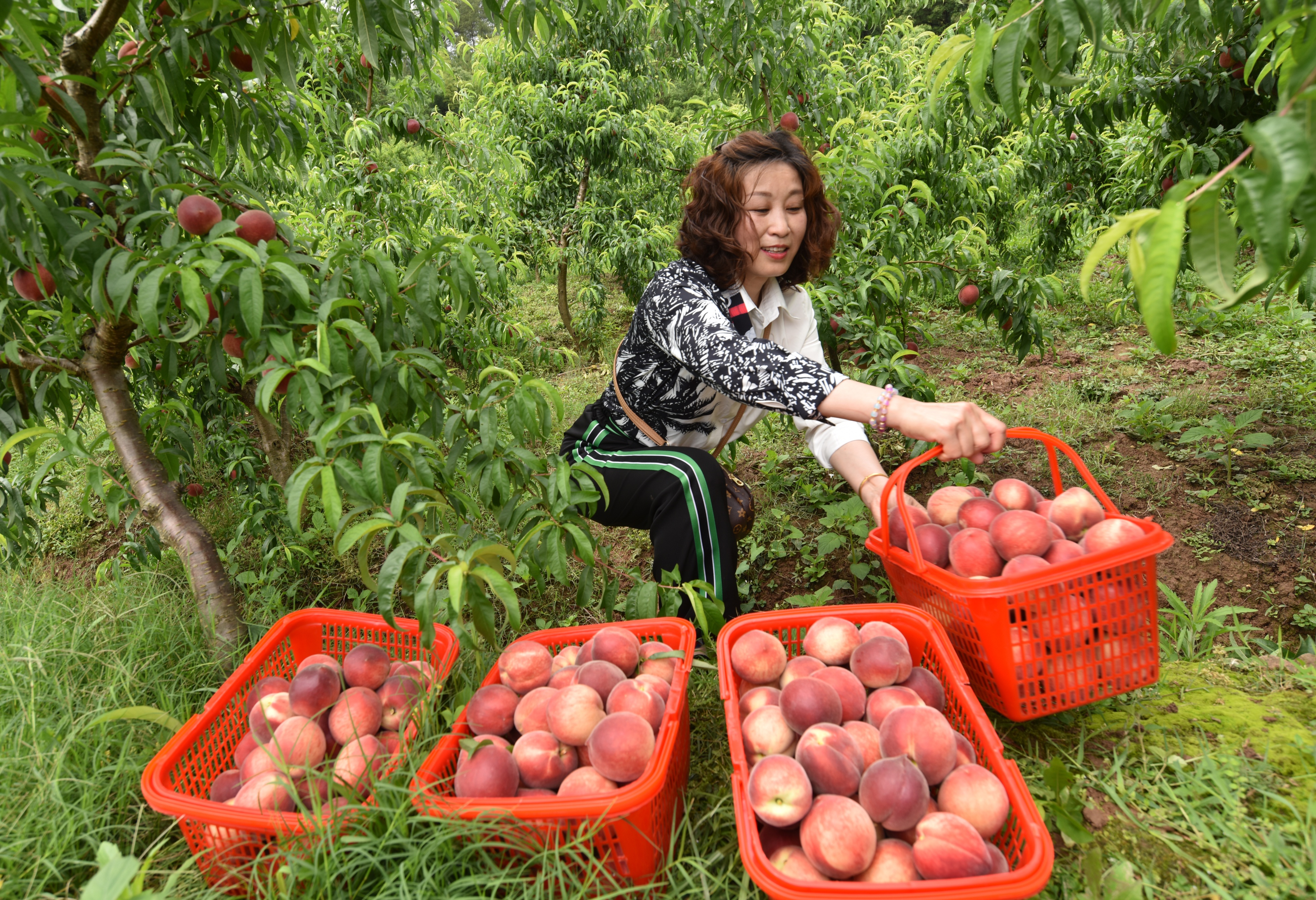 开园了，快来摘桃子——上饶市果丰苑家庭农场百亩桃园开园