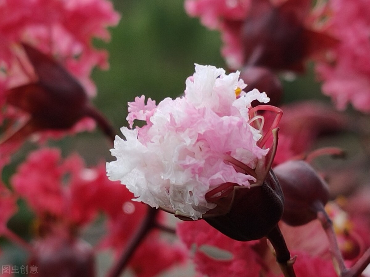 独坐黄昏谁是伴，紫薇花对紫微郎——紫薇，谁言“花无百日红”