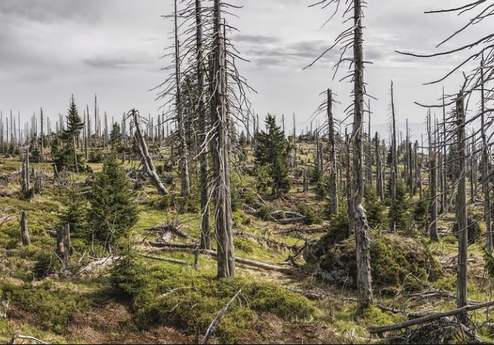 硫酸雨是2.52亿年前陆地物种灭绝的原因