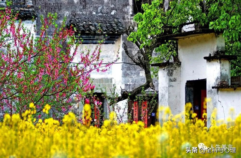 油菜花开的句子唯美（适合发圈的赏油菜花的说说心情）