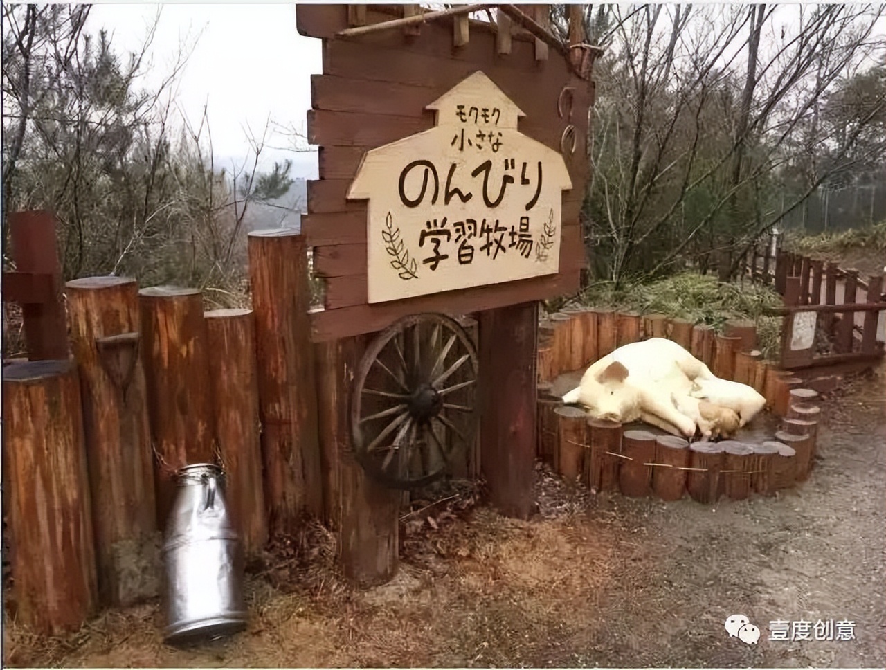 两个日本农场教会你，养猪农场如何变身萌猪乐园