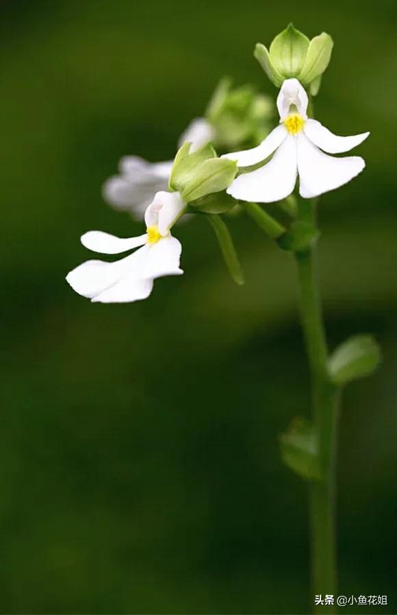 康乃馨的花语（能送给母亲的花可不只有康乃馨）