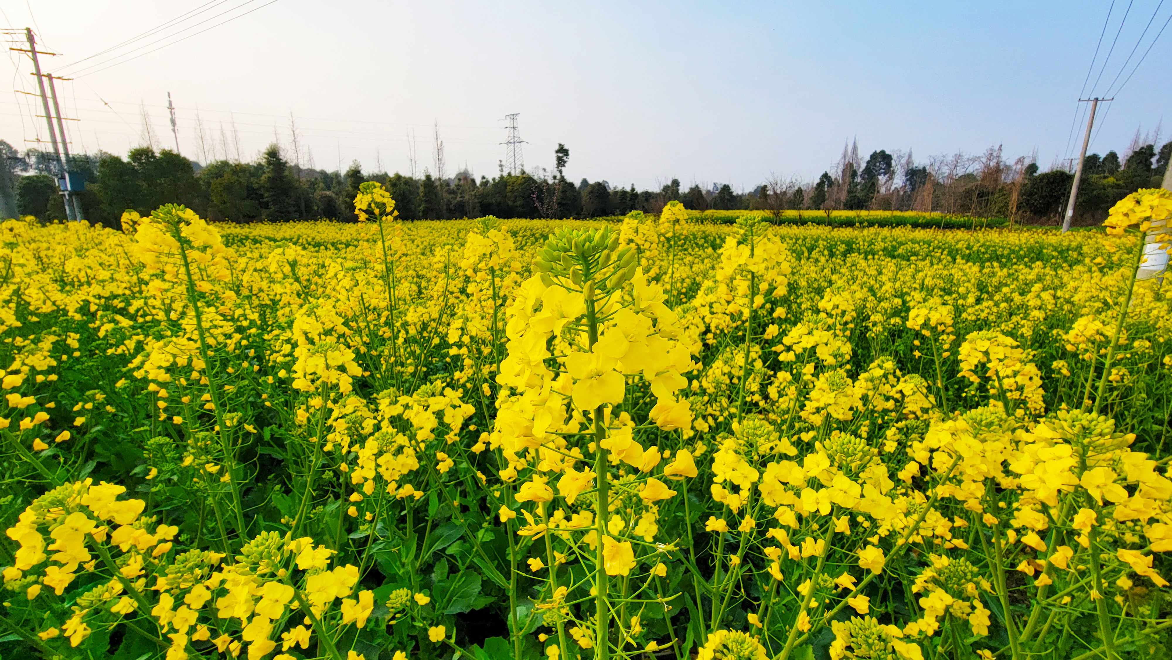 惠风吹拂菜花芳 蝶恋蜂追采蜜忙