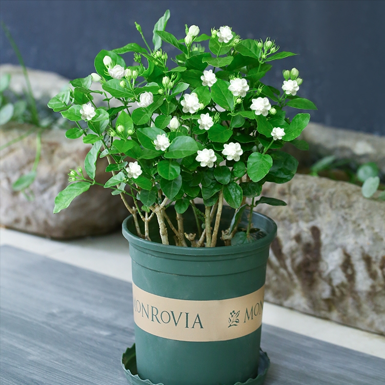 5种“健康花”，客厅一放大气高档，毒气吸光，养人家又旺