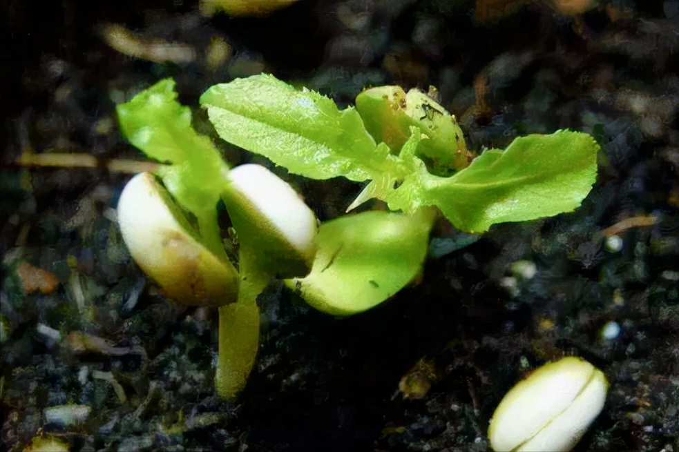 车厘子种子怎样处理才能发芽?分解操作步骤,教你育苗成功