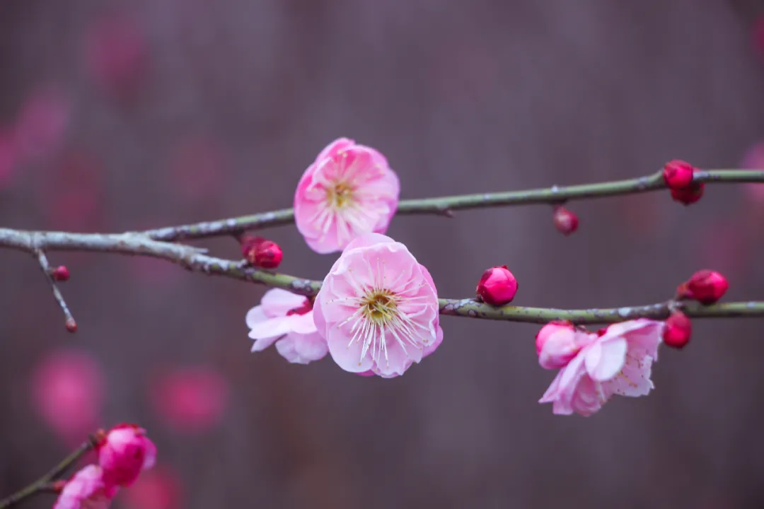 来看花海！这是属于昱城的春日浪漫