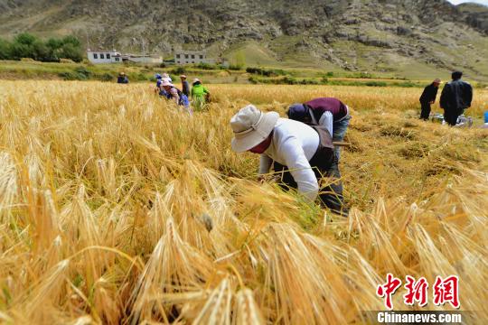 「市场需求」你的联合收割机好，就到西藏来收青稞吧