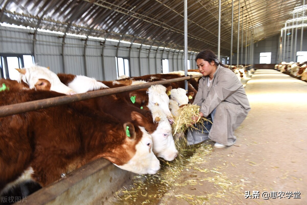 2022年农村禁养令解除了吗？附：2022年农村养殖的四条红线