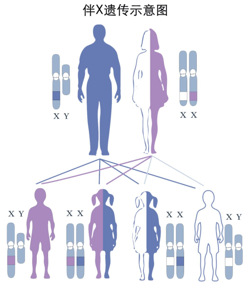 ​生男生女看谁，梦鲤鱼生女孩，梦蛇生男孩，有科学依据吗？