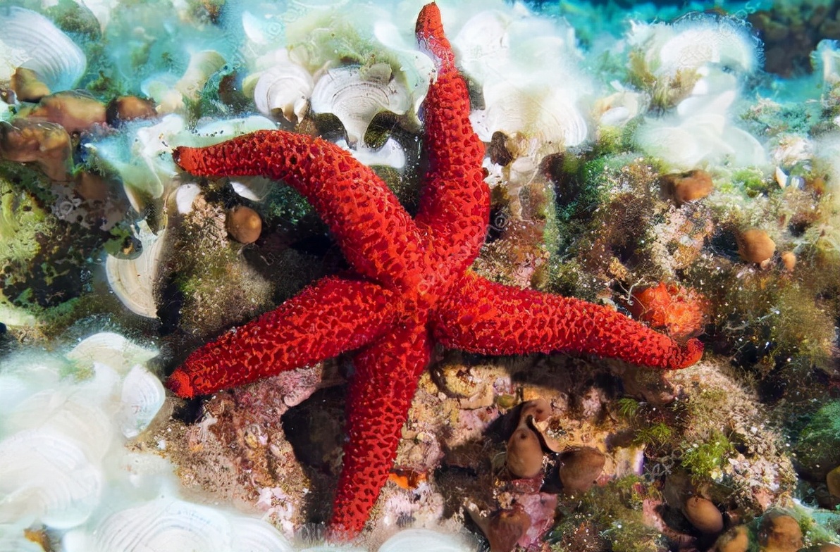 十种神奇红色动物排行榜 小龙虾上榜，第七被称为“财神鱼”