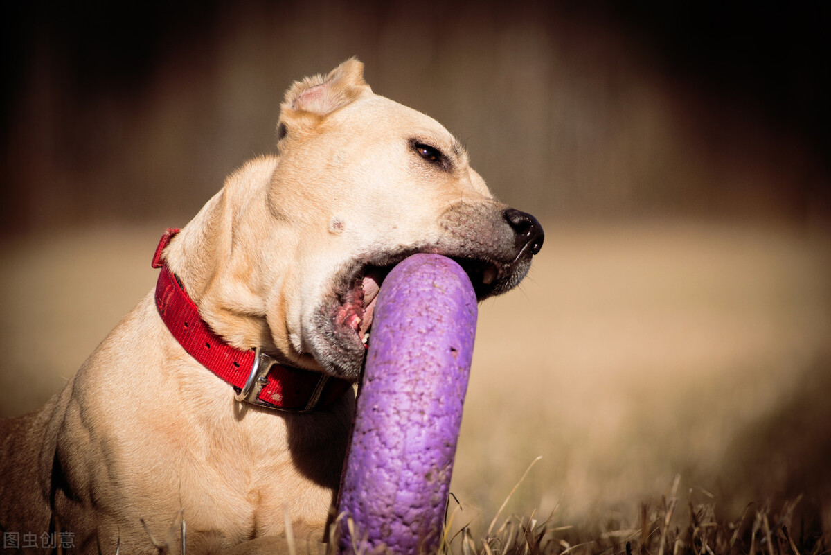 藏獒王(藏獒vs比特犬，谁才是真正的狗中之王？)