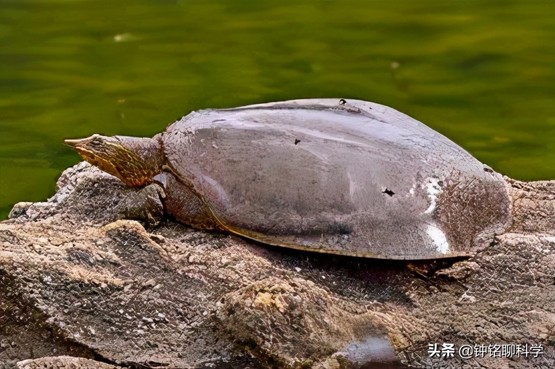 “百年老鳖”频频现身？这绝不是好事，它正威胁我国多地生态环境