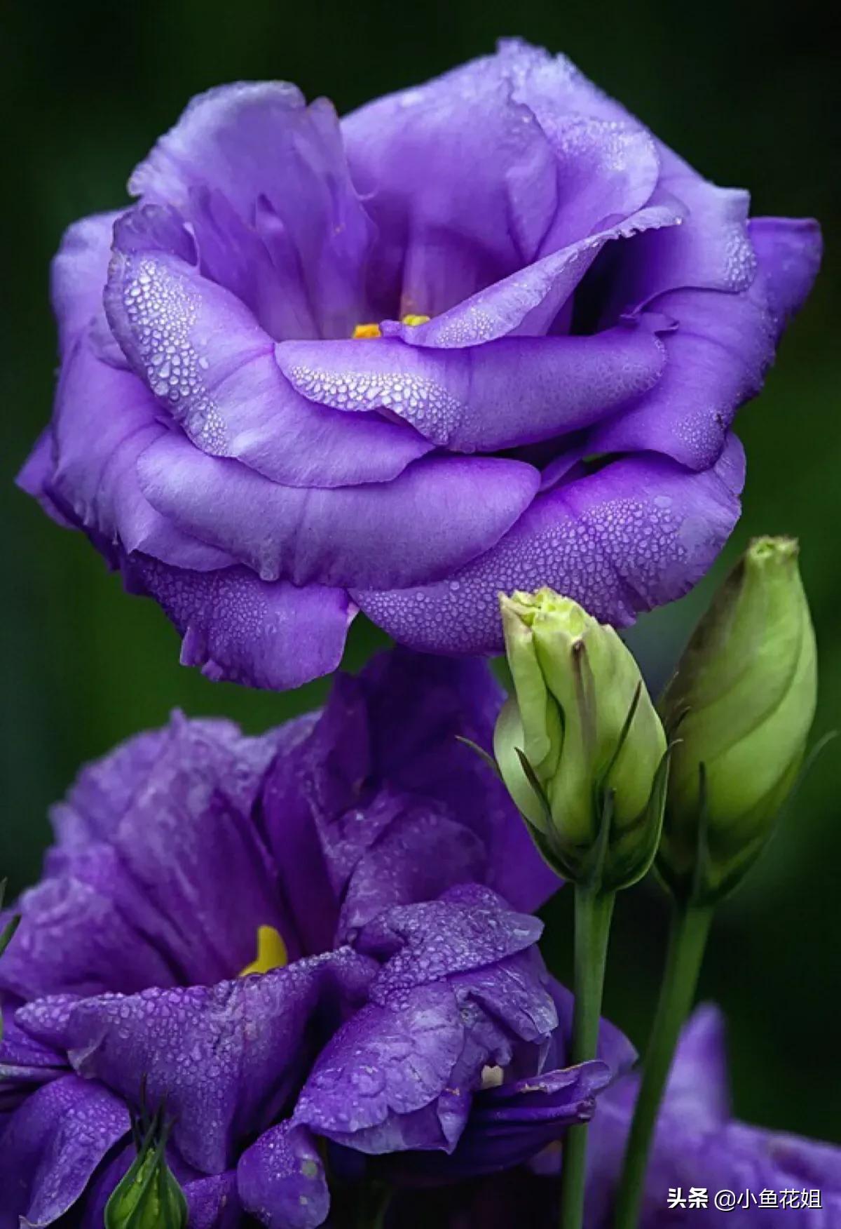 康乃馨的花语（能送给母亲的花可不只有康乃馨）