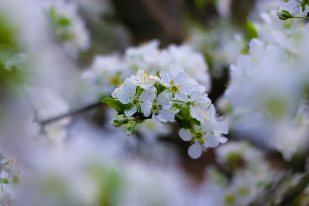 诗词鉴赏-李花浅白开自好，十首李花的诗词，如雪如诗，不可辜负