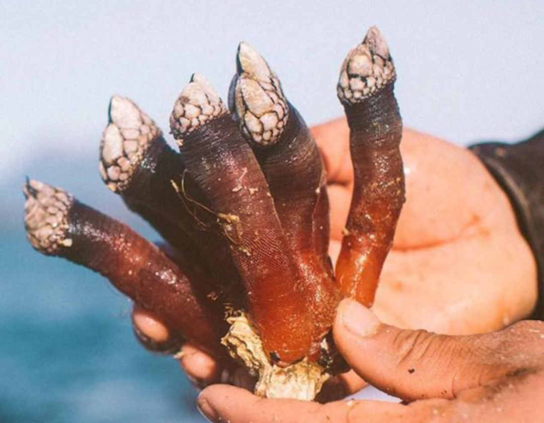 海洋害虫藤壶到底有何特别之处鲸鱼海龟都深受其害