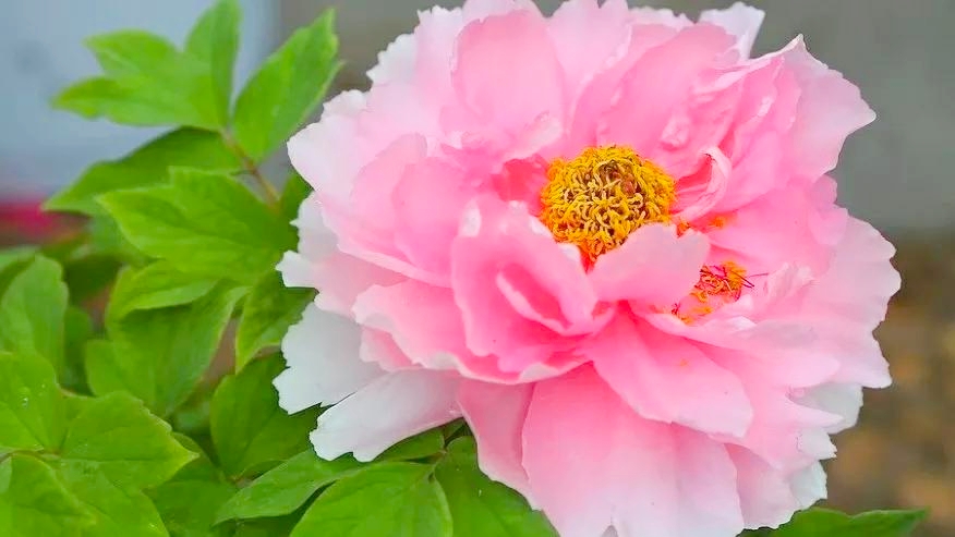 爱花如你，知道中国的十大名花都是哪些吗？