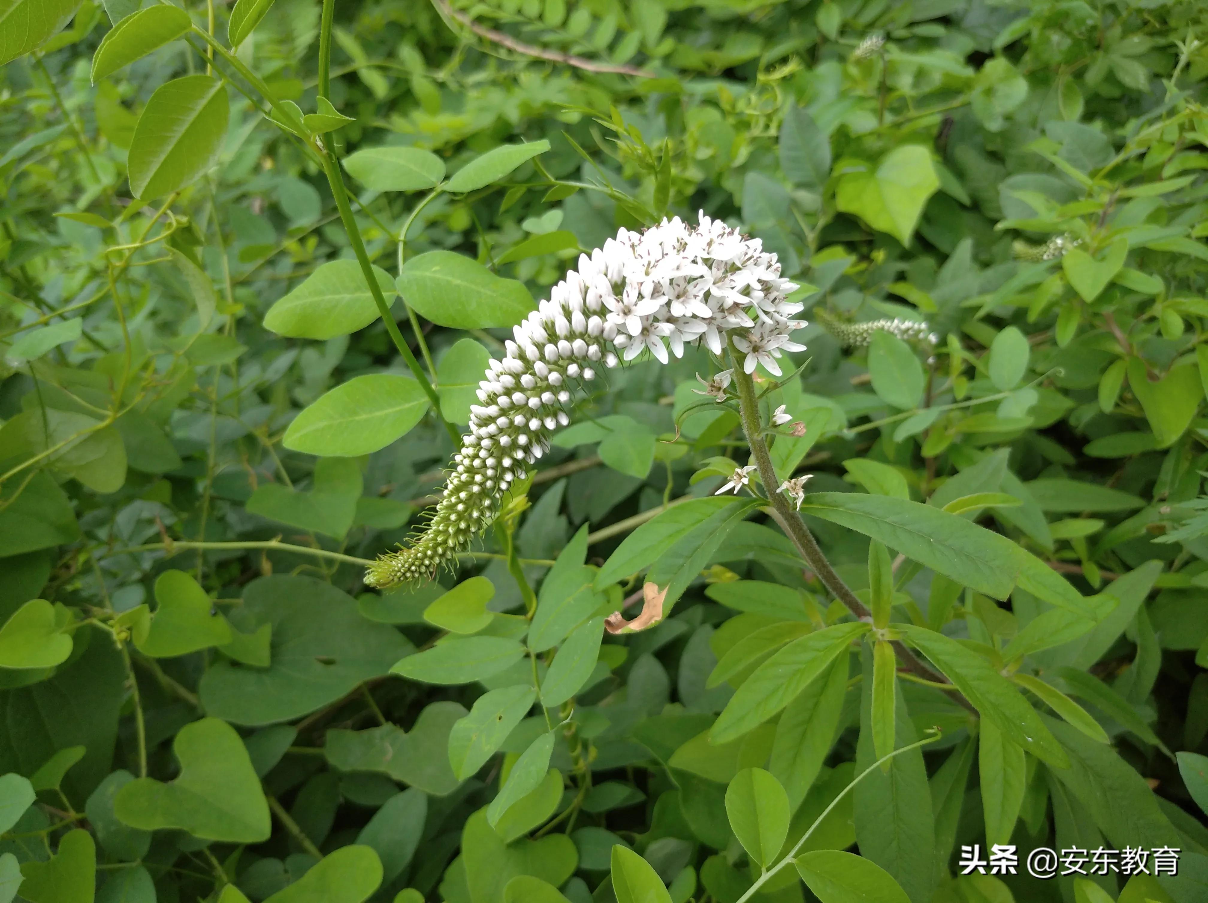 狗尾巴花,狗尾草,狼尾草,狼尾花,都长啥样?看图识植物