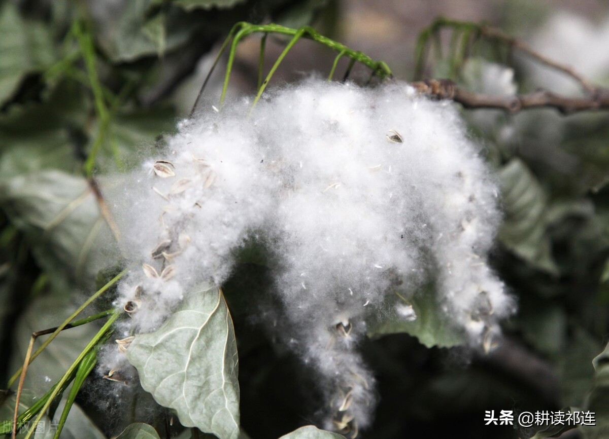 楊花柳絮,晚春佳景,但你對楊樹的白毛毛真的瞭解嗎