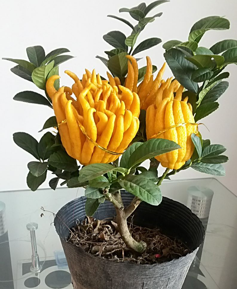 家种什么树吉利（家里种几棵树吉利）