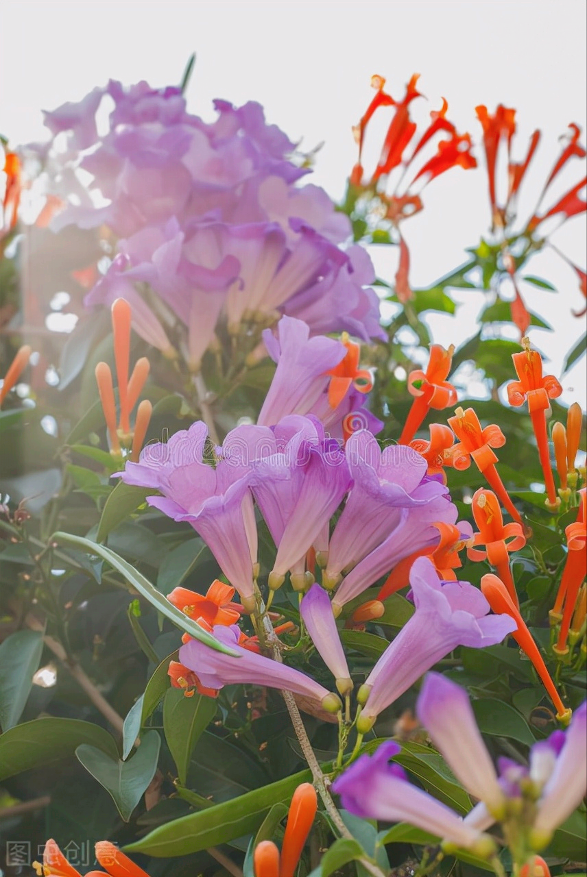 一花一深爱，万紫千红花争艳，春花烂漫时光好，花香世界人人爱