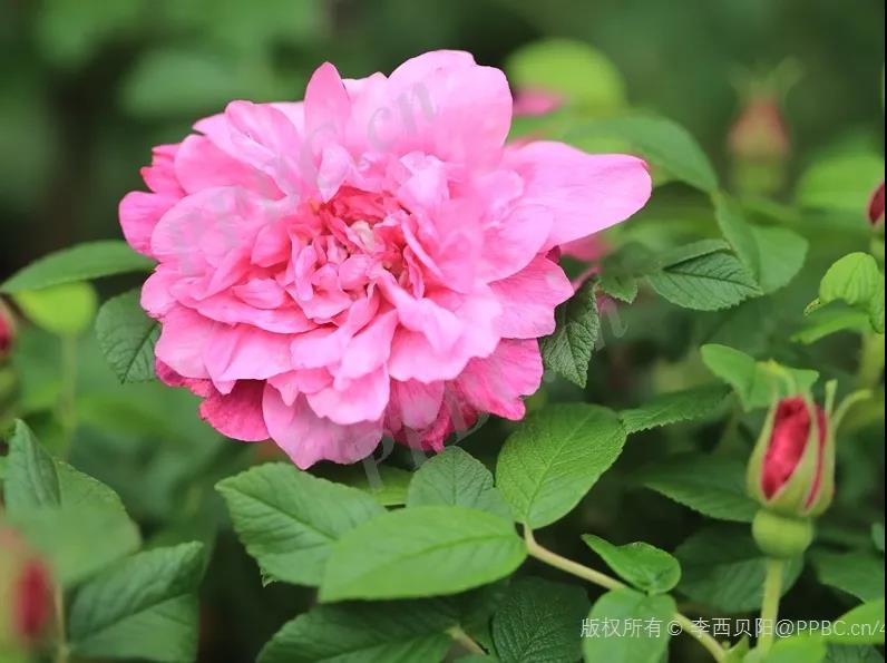 情人玫瑰花资料介绍（林草科普之玫瑰植物花语系列）