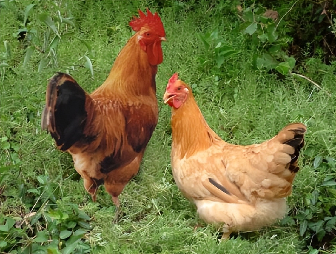 养土鸡还能赚钱吗