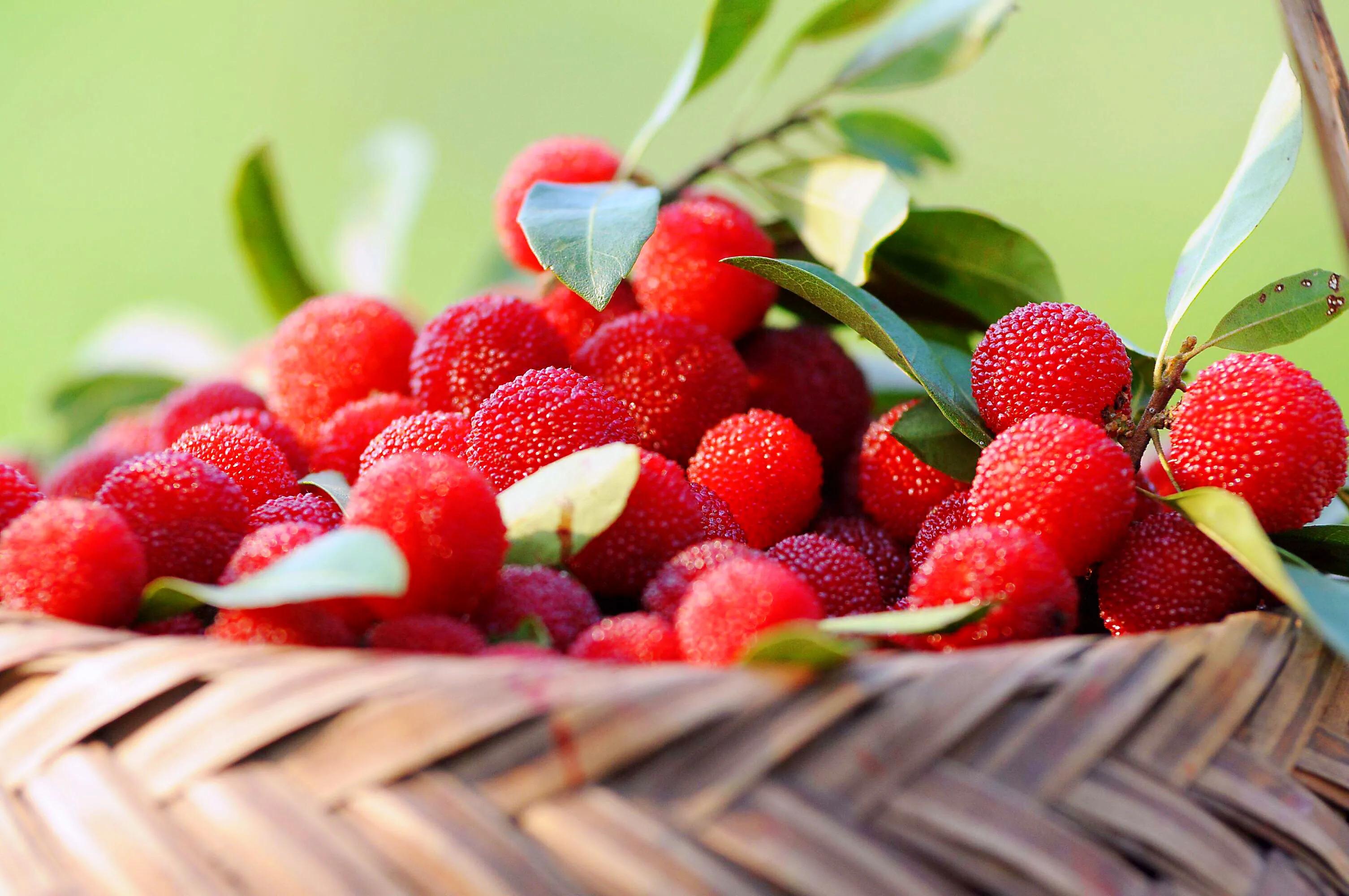 杨梅花简笔画(具有很高的食用药用和观赏价值的杨梅花)