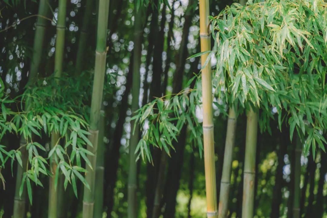 苏轼外出游玩突遇大雨，写下一首旷达词，抚慰无数受伤的心