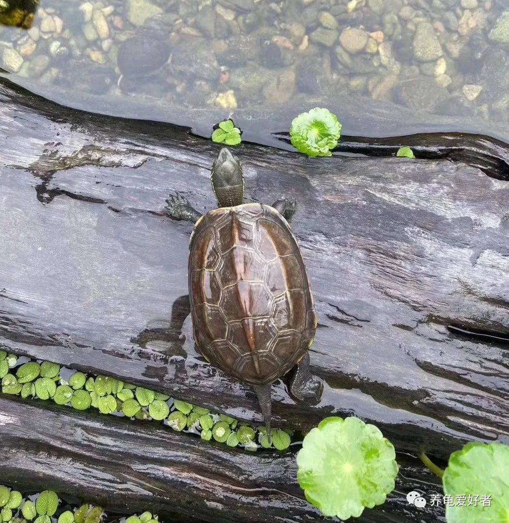 饲养中华草龟,"不配"给予它更好的?