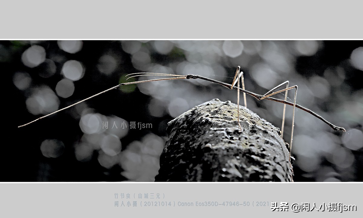 荔枝椿象(昆虫摄影：昆虫，从若虫蜕变到成虫，女大十八变)