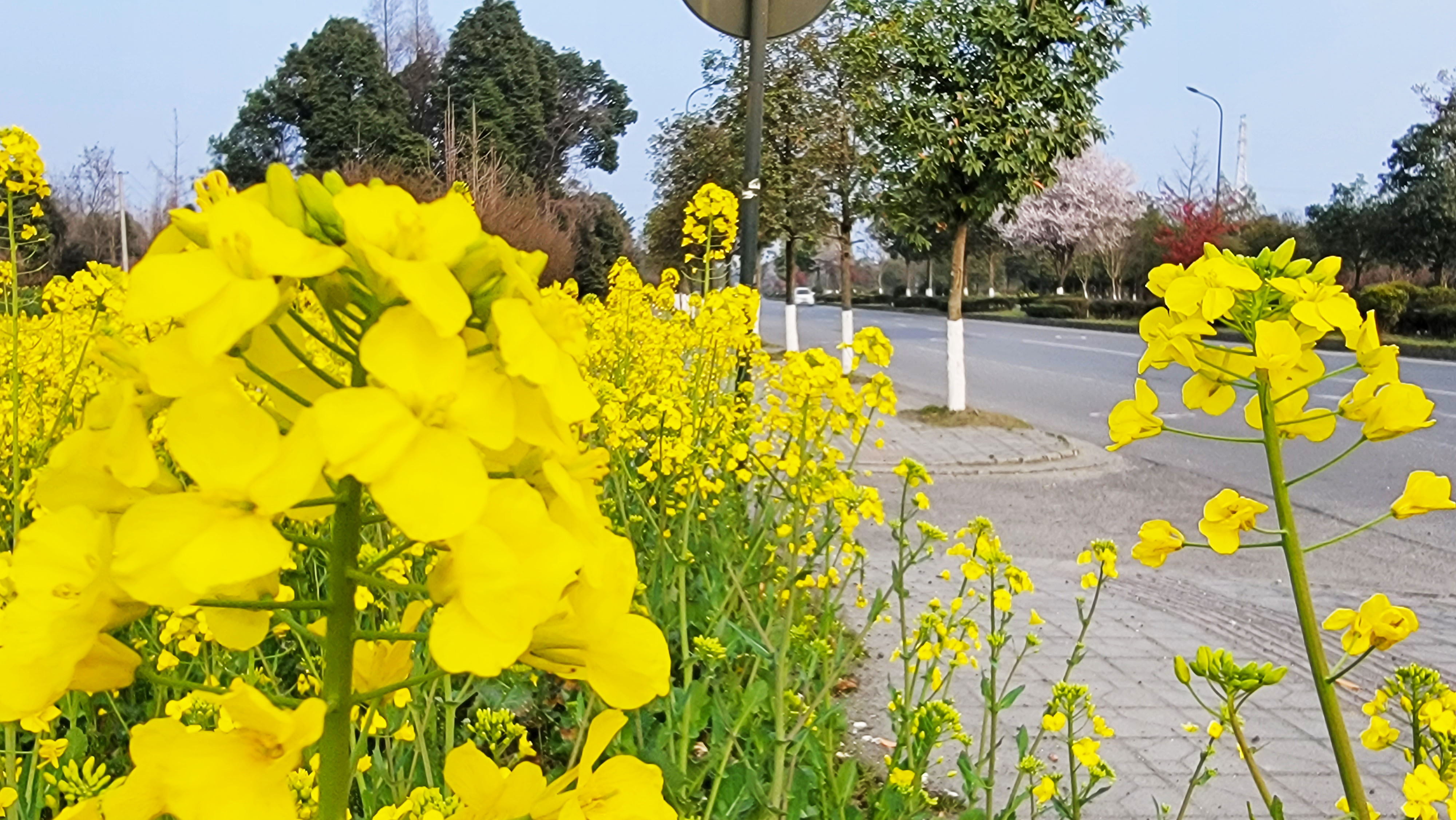 惠风吹拂菜花芳 蝶恋蜂追采蜜忙