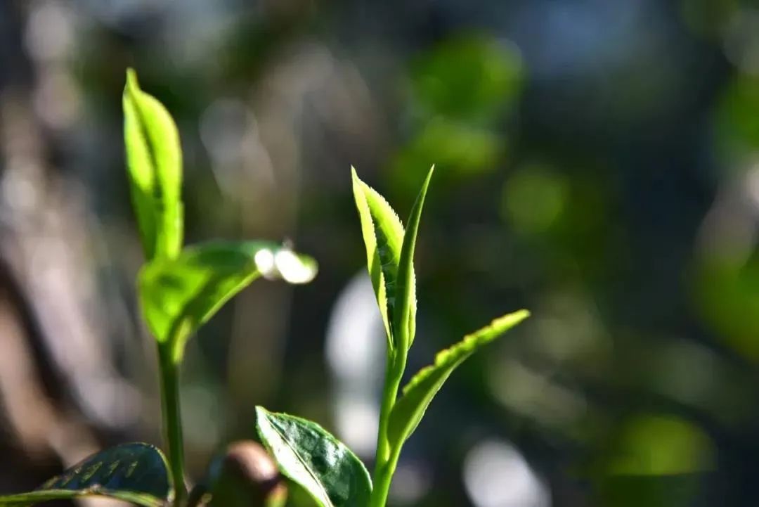 飞天茶哪里有卖的？