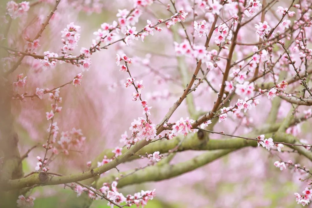 陌上花开春正美，跟着赏花地图“趣”打卡！