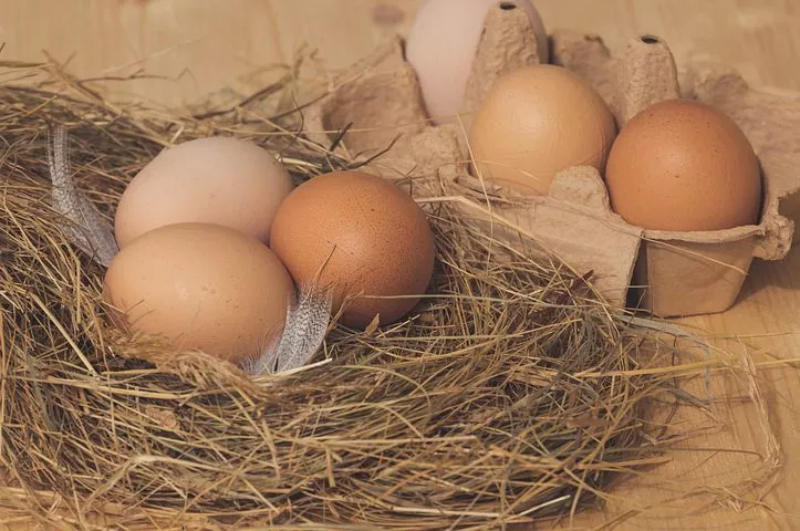 再临年内低点，节日能助鸡蛋“力挽狂澜”？