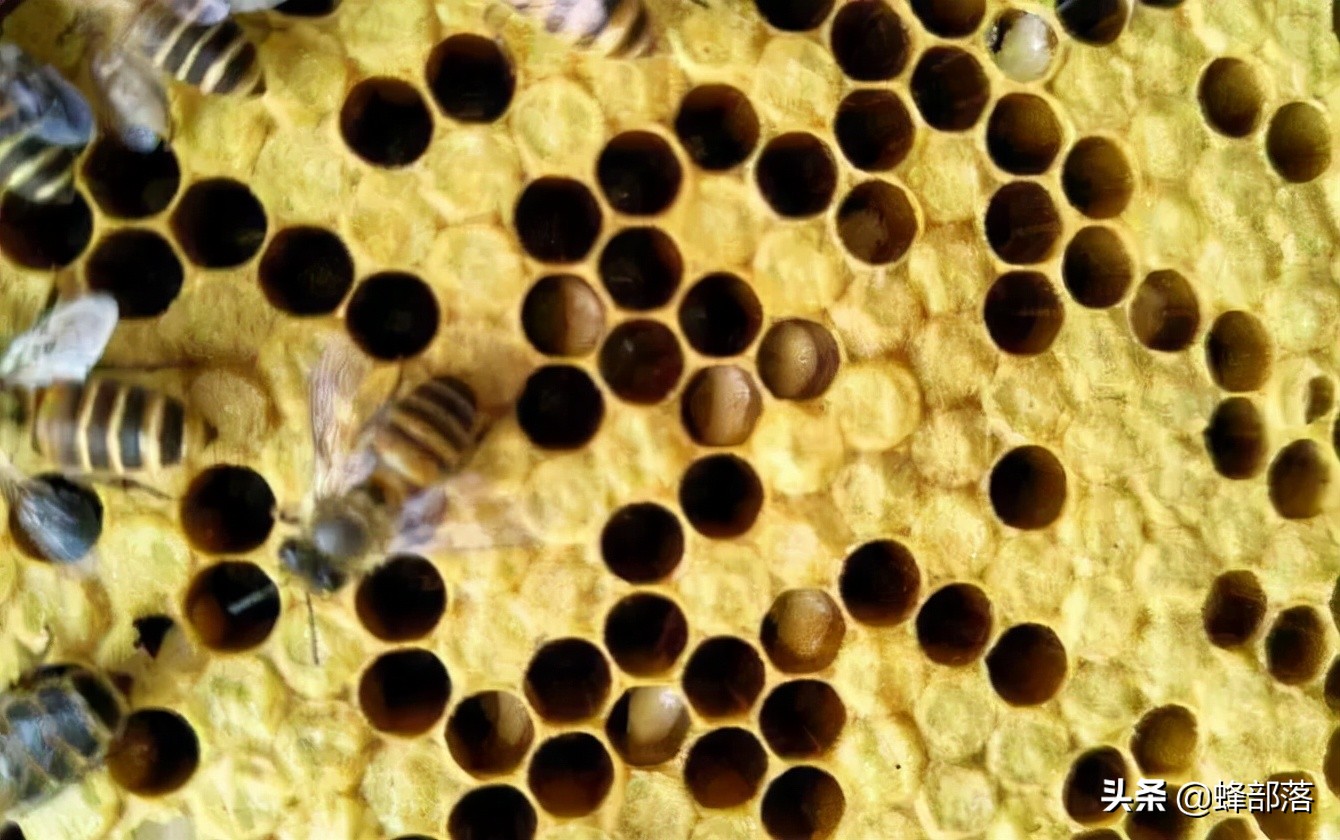 蜜蜂喂养白糖有3大坏处，具体坏在哪里？有何科学依据？全面了解