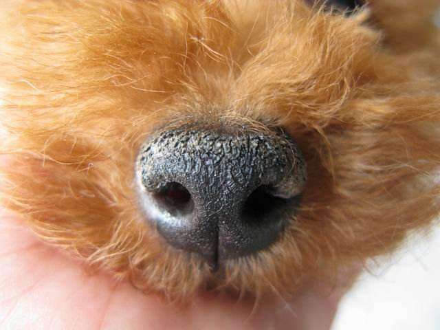 狗狗生病的10种表现，千万别错过最佳治疗时间