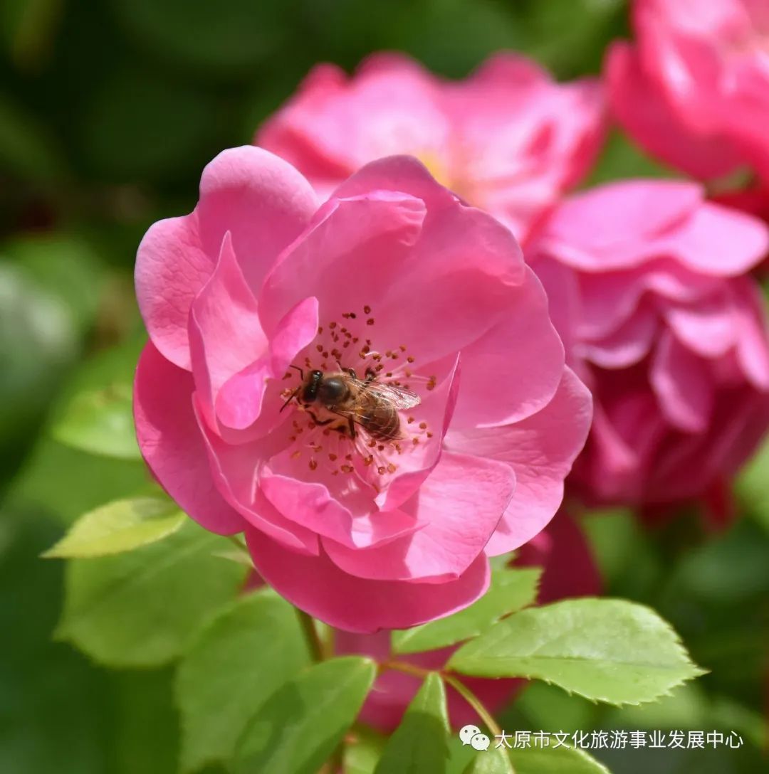 线上展览|“山河春意 锦绣太原——花的世界”主题摄影线上图片展（十二）